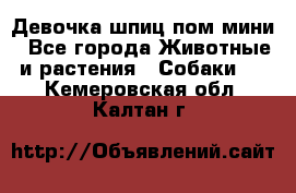 Девочка шпиц пом мини - Все города Животные и растения » Собаки   . Кемеровская обл.,Калтан г.